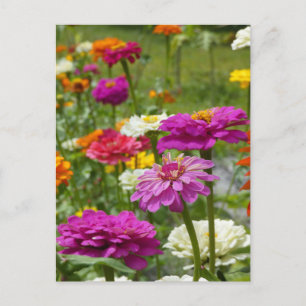 "Zinnias 3." Vykort