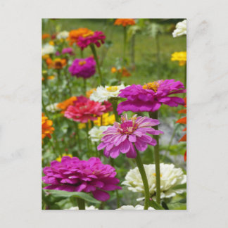 "Zinnias 3." Vykort
