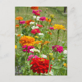 "Zinnias 4." Julkort Vykort
