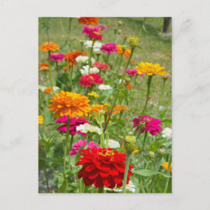 "Zinnias 4." Julkort Vykort
