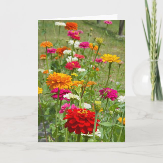 "Zinnias 4." Kort för hälsning (Framsida)