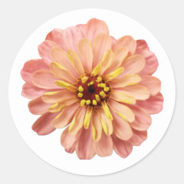 Zinnias Blommig Blomma Naturfotografi Runt Klistermärke