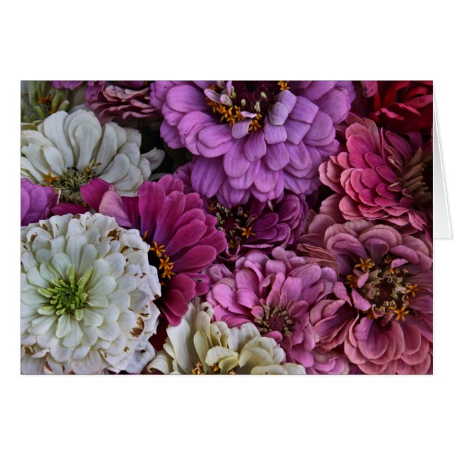 Zinnias Hälsningskort (Framsidan Horizontal)