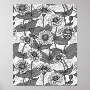 Zinnias, monokom på vitt poster