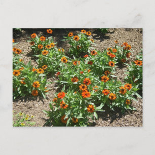 Zinnias vykort