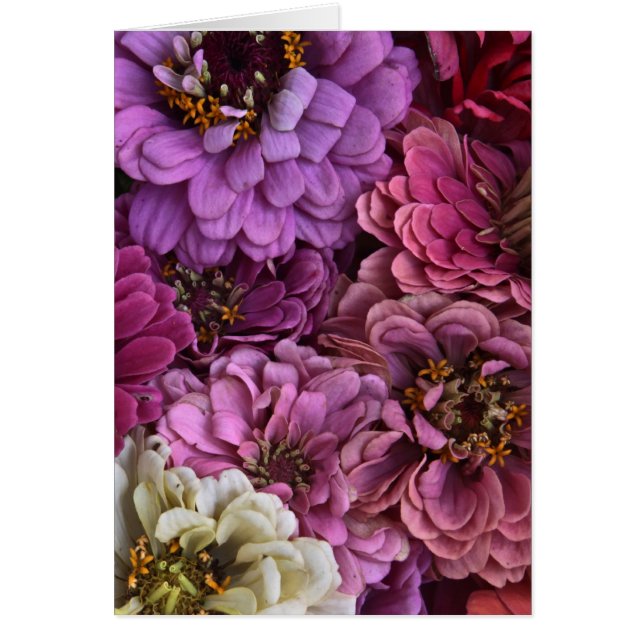 Zinniaskiva OBS Kort (Framsidan)