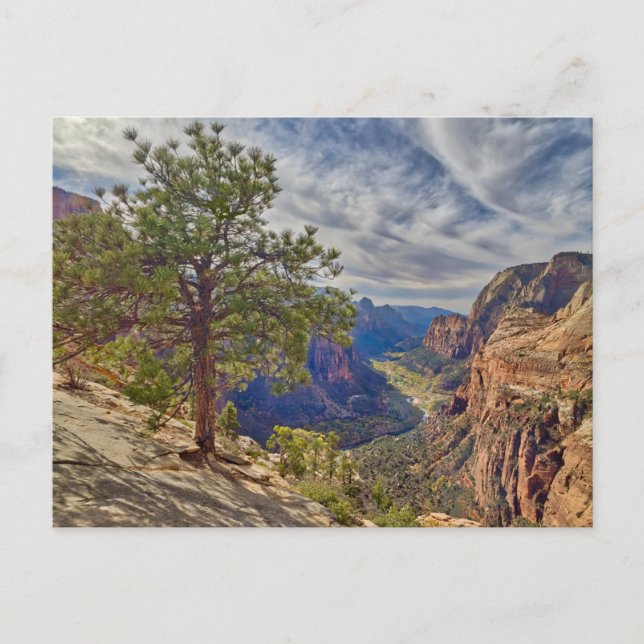 Zion Canyon View från Änglar Landing Vykort (Framsida)