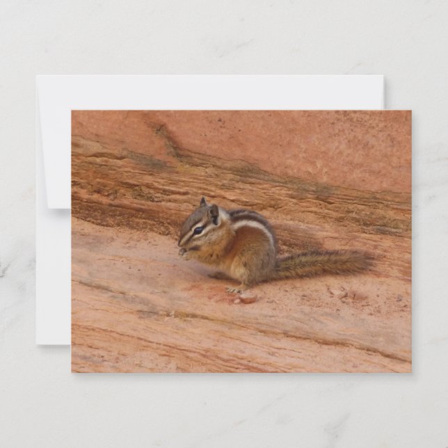 Zion Chipmunk på Red Sten (Framsida)