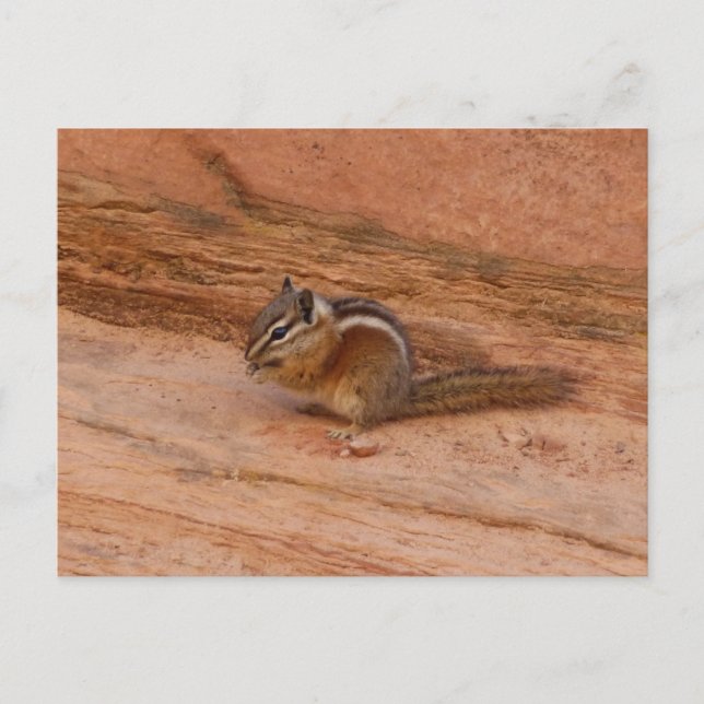 Zion Chipmunk på Red Sten Vykort (Framsida)