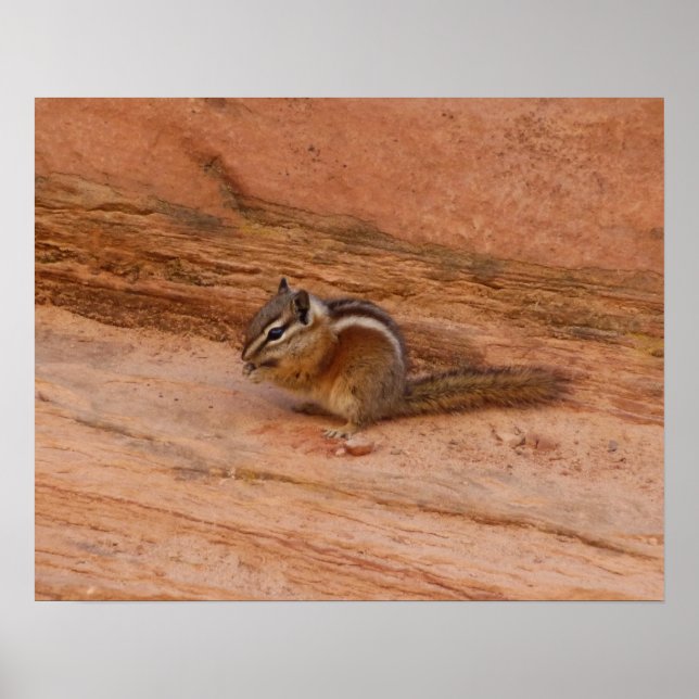 Zion Chipmunk på röda klippor Poster (Framsidan)