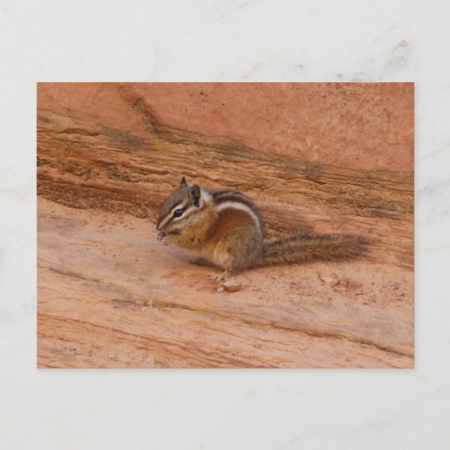 Zion Chipmunk på röda klippor Vykort (Framsida)
