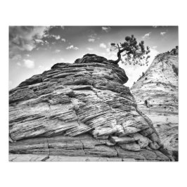 Zion National Park Bonsai Träd Black and White Fototryck