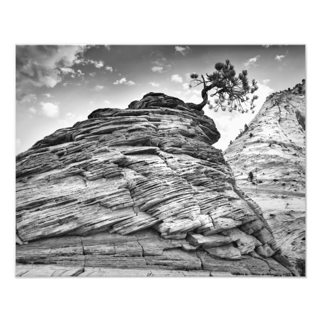 Zion National Park Bonsai Träd Black and White Fototryck (Framsidan)