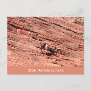 Zion-tjockhornsfår-vykort Vykort