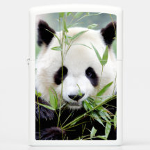 Zippo Lighter Photo jättepanda, djur 0399.