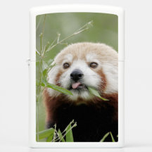 Zippo Lighter Photo Red panda , djur 0615.