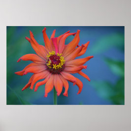 Zippy Zinnia Poster