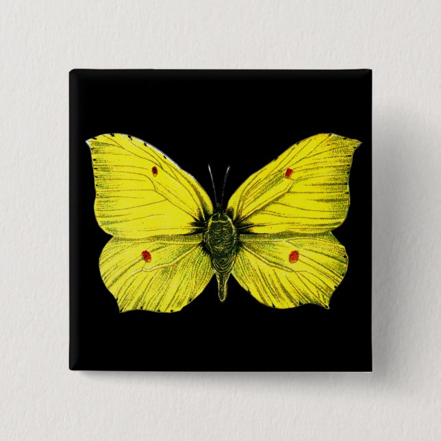 Zitronenfalter Knapp (Framsida)