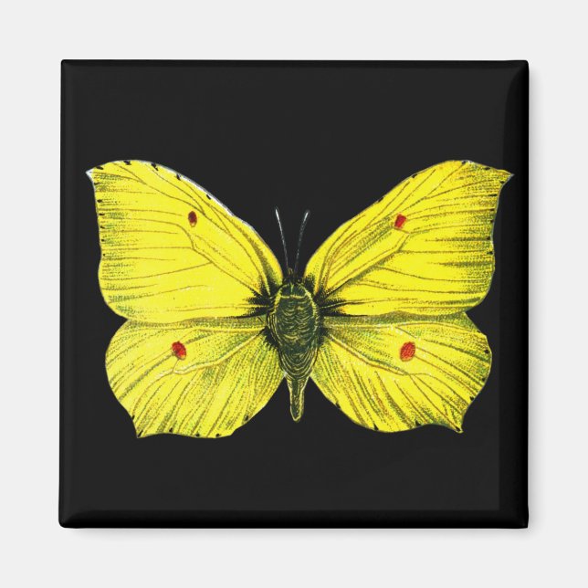 Zitronenfalter Magnet (Framsidan)