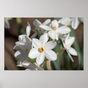 Ziva papper vitblomma poster
