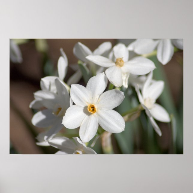 Ziva Papper White Flower Poster (Framsidan)