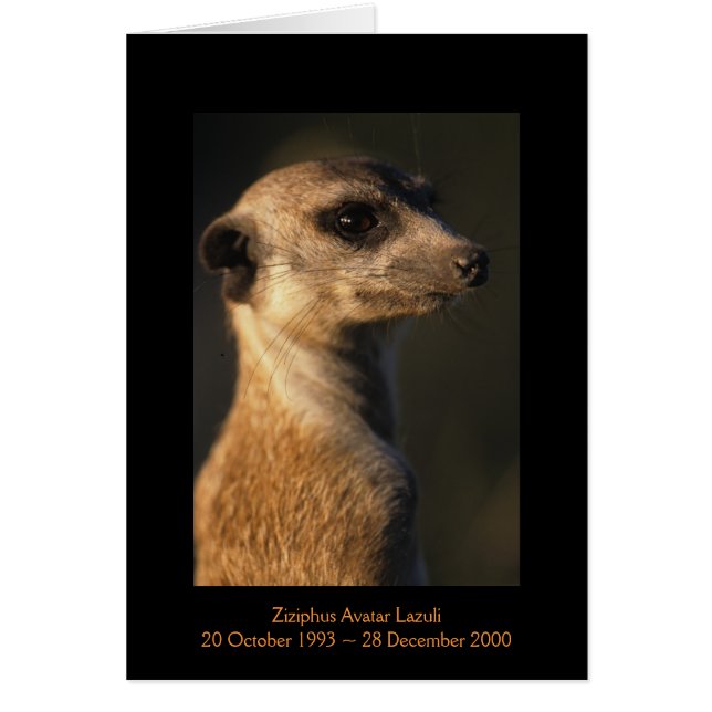 Ziziphus - legendkort hälsningskort (Framsidan)