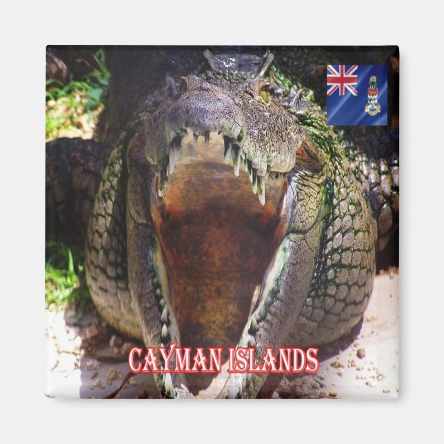 zKY008 CAYMAN ÖARLANDS, Crokodile at Cayman, Fridg Magnet (Framsidan)