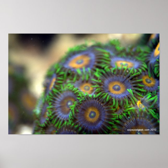 Zoanthid Coral 1 Poster (Framsidan)
