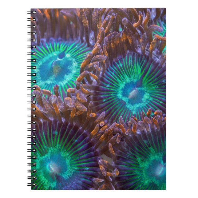 Zoanthid mönster anteckningsbok (Framsidan)