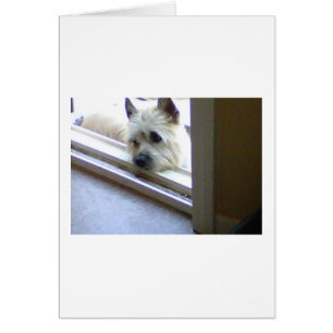 Zoe Cairn Terrier Hälsningskort