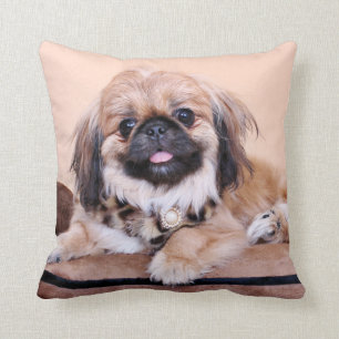 Zoe - Pekingese Kudde