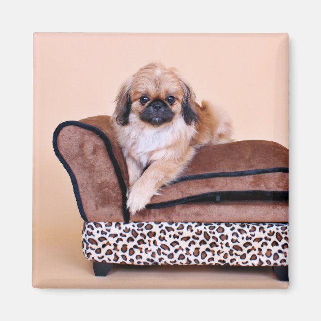Zoe - Pekingese Magnet (Framsidan)