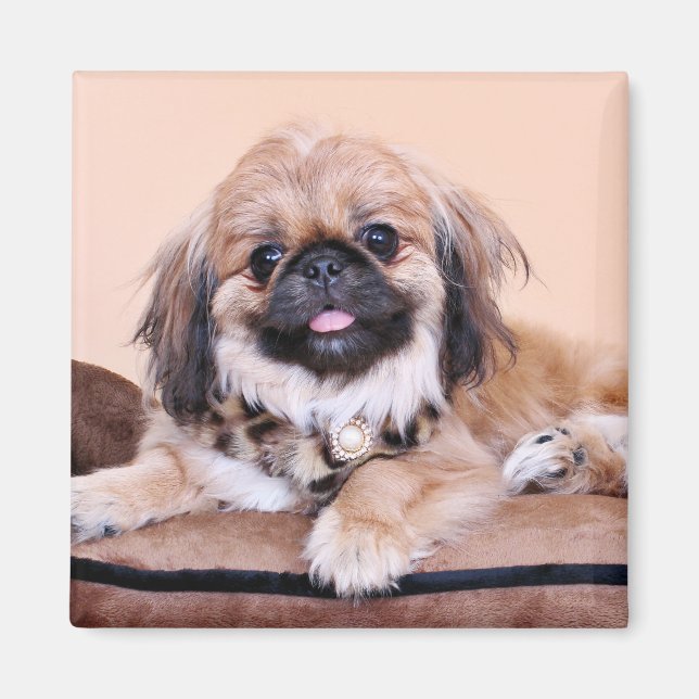 Zoe - Pekingese Magnet (Framsidan)