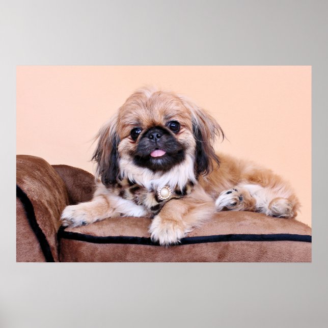 Zoe - Pekingese Poster (Framsidan)
