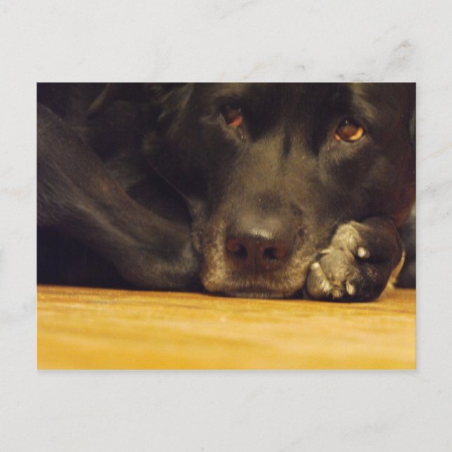 Zoe Vykort (Framsida)