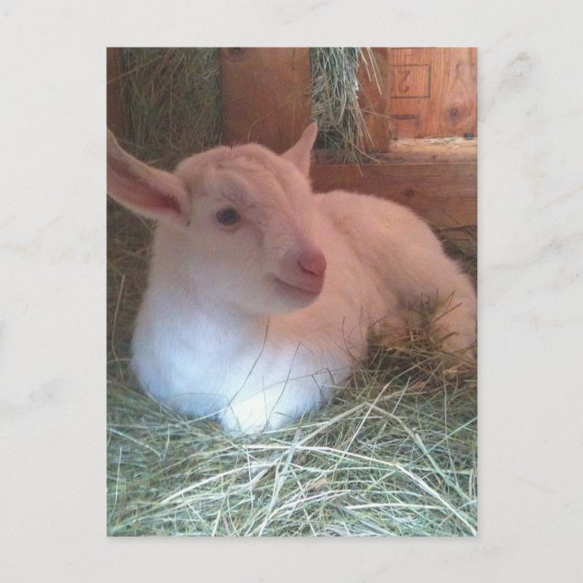 Zoe's Doelings vycard Vykort (Framsida)