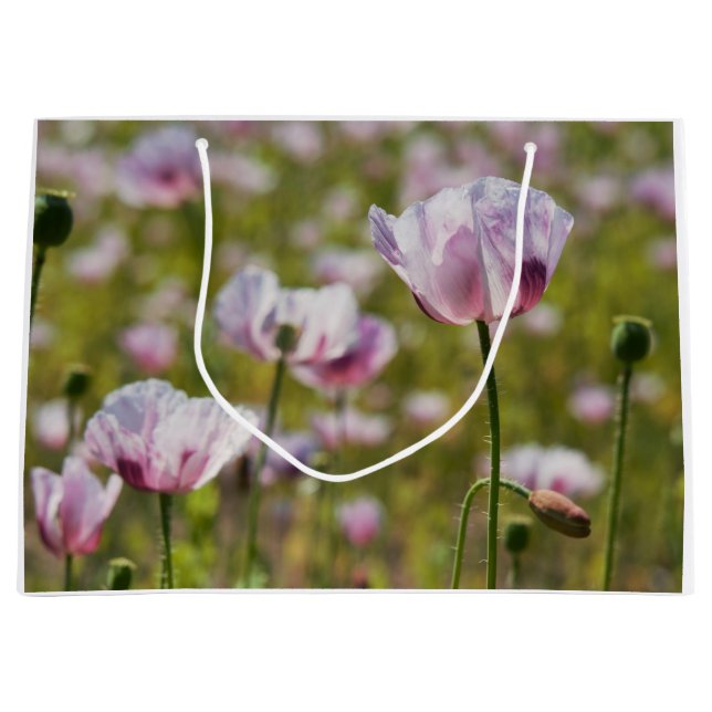Zomers veld met  lila bloemen in bloei. (Framsidan)