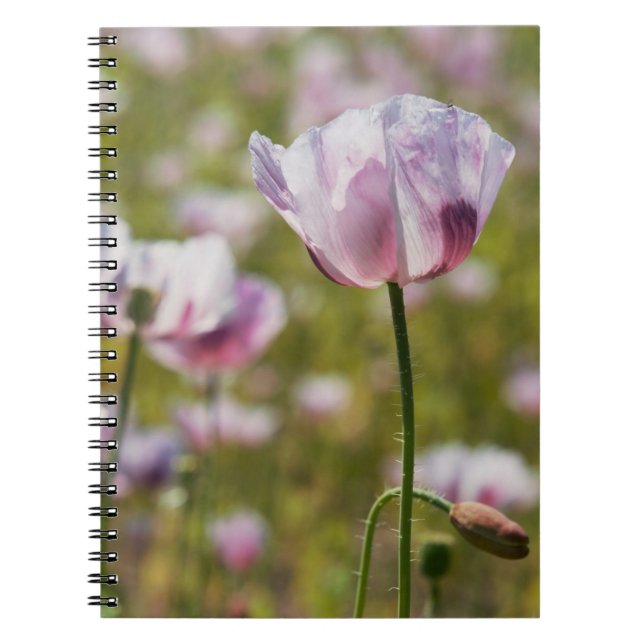 Zomers veld met  lila bloemen in bloei. anteckningsbok (Framsidan)