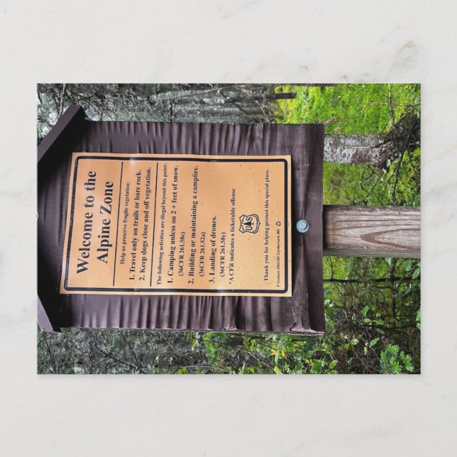 Zona alpregionen - Vita bergsskogen Vykort (Framsida)