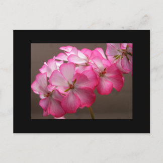 Zonale geranium 'Cattolica' Vykort