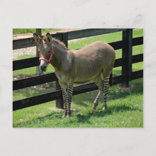 Zonkey med namnet Donkey och Zebra mix Vykort
