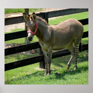 Zonkey namn för åsna- och sebrablandning poster
