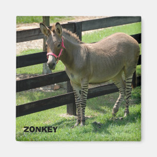 Zonkey namn för delåsna och sebra magnet