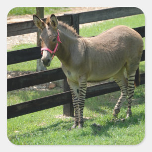 Zonkey namn för partidonkey och zebra fyrkantigt klistermärke
