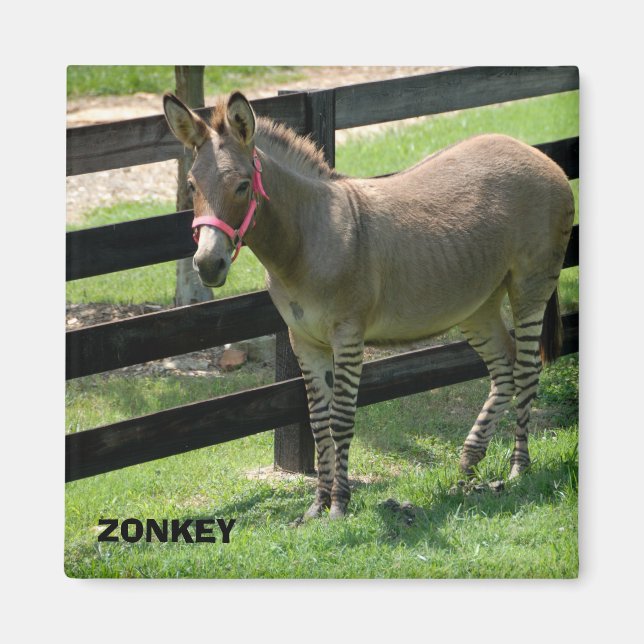 Zonkey namn för partidonkey och zebra magnet (Framsidan)