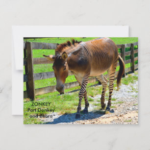 Zonkey part donkey och zebra vykort