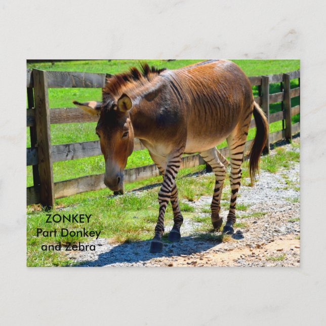 Zonkey part donkey och zebra vykort (Framsida)