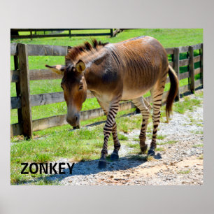 Zonkey part Zebra och Donkey Poster