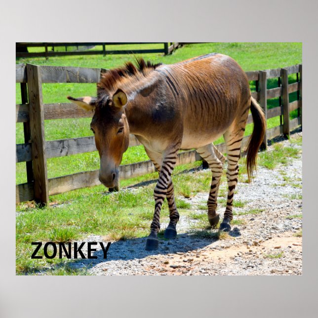 Zonkey part Zebra och Donkey Poster (Framsidan)