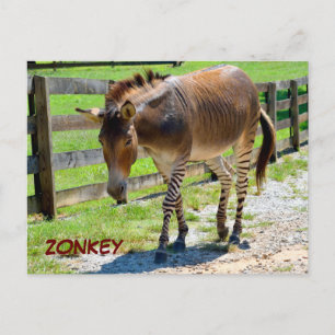Zonkey part Zebra och Donkey Vykort